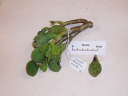 Crassula arborescens (Crassula arborescens)