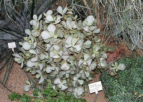 Crassula arborescens: Botanical specimen in the Botanischer Garten - Heidelberg, Germany.