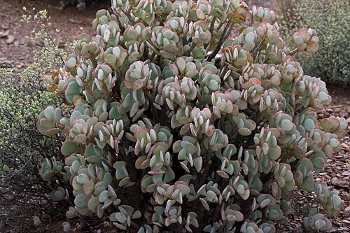 Crassula arborescens: Between Prince-Albert and Meiringspoort
