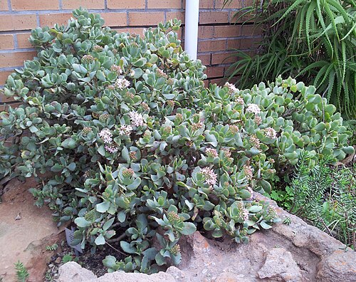 Crassula arborescens: Crassula arborescens - bushes in Kirstenbosch gardens