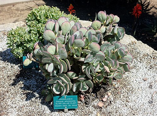 Crassula arborescens: Botanical specimen in the Mildred E. Mathias Botanical Garden - University of California, Los Angeles - Los Angeles, California, USA.
