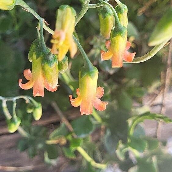 Crassula arborescens (Crassula arborescens)