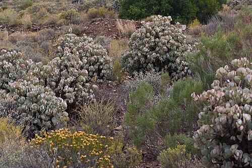 Crassula arborescens: Between Prince-Albert and Meiringspoort