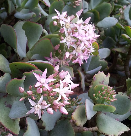 Crassula arborescens: Crassula arborescens - flowers - Kirstenbosch gardens