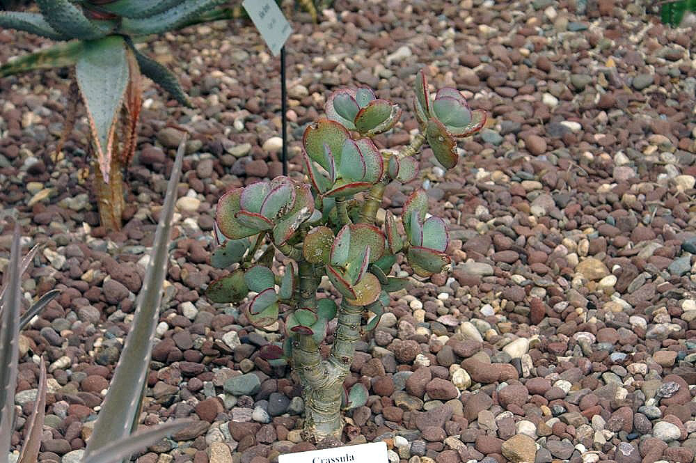 Crassula arborescens: Location taken: Rawlings Conservatory & Botanic Gardens, Baltimore MD USA. Names: Crassula arborescens Willd., Beestebul, Chinese Jade, Grubosz drzewiasty, Mone