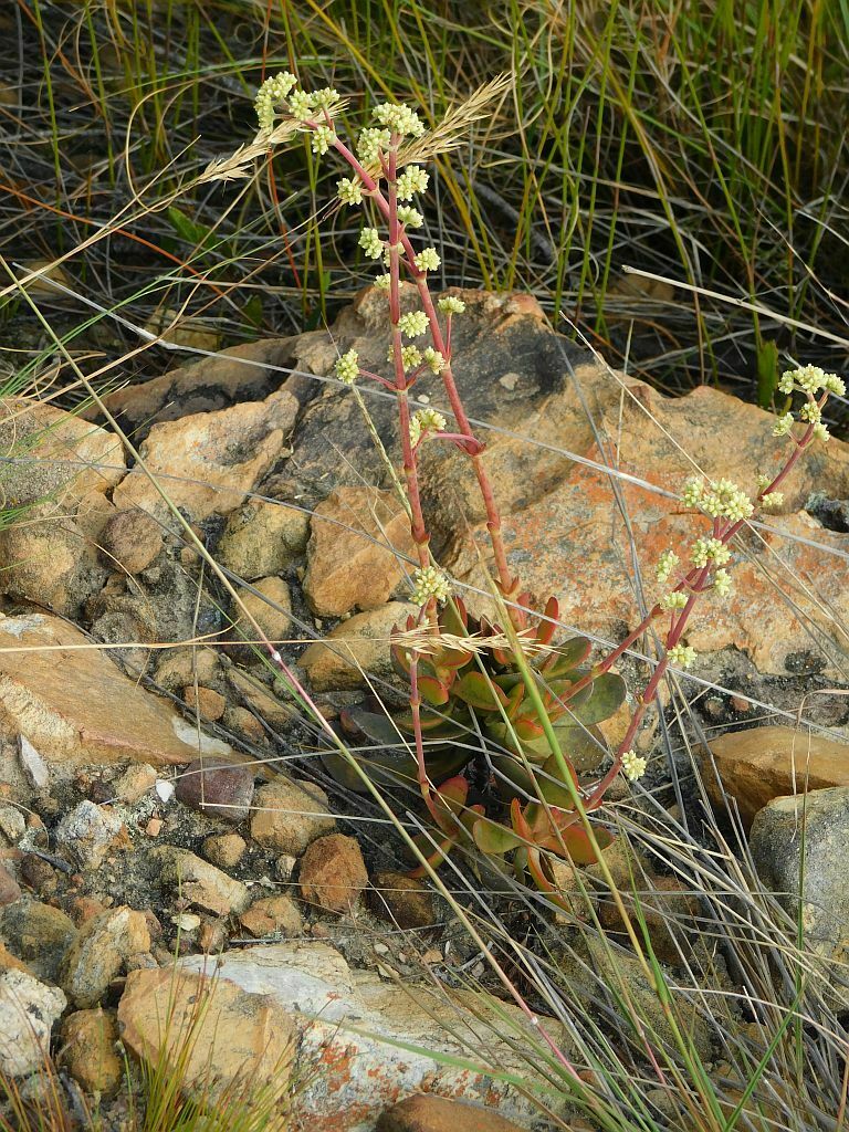 Crassula atropurpurea (Crassula atropurpurea)