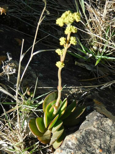 Crassula atropurpurea (Crassula atropurpurea)