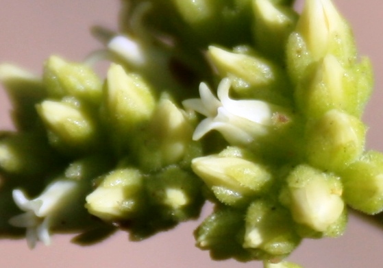 Crassula atropurpurea: Crassula atropurpurea flower detail