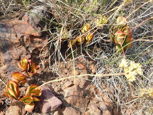 Crassula atropurpurea (Crassula atropurpurea)