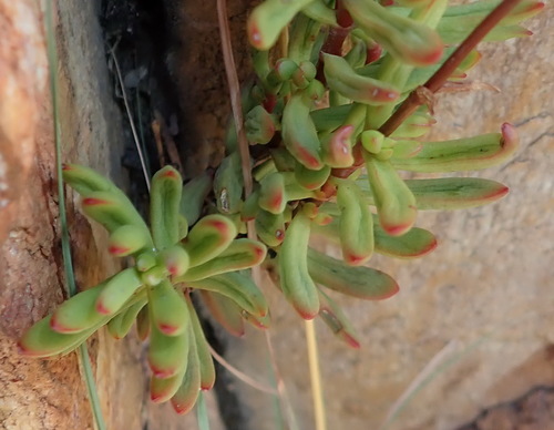 Crassula atropurpurea (Crassula atropurpurea)