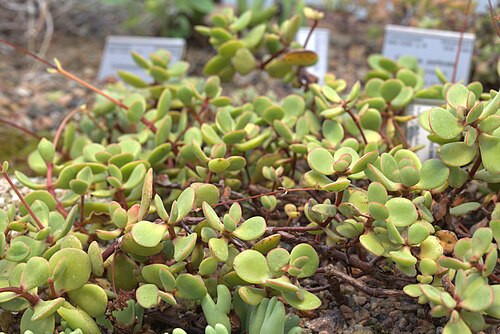 Crassula atropurpurea: Crassula atropurpurea , labelled as Crassula nudicaulis , in Gothenburg botanical garden. Plant id: 1999-V0449 p W