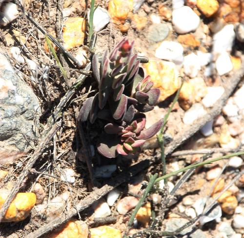 Crassula atropurpurea (Crassula atropurpurea)