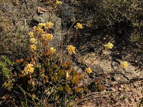 Crassula atropurpurea (Crassula atropurpurea)