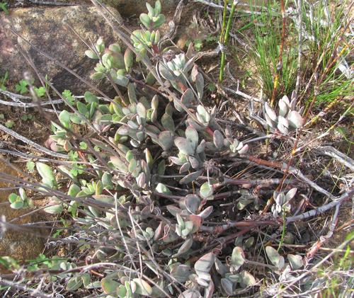 Crassula atropurpurea (Crassula atropurpurea)