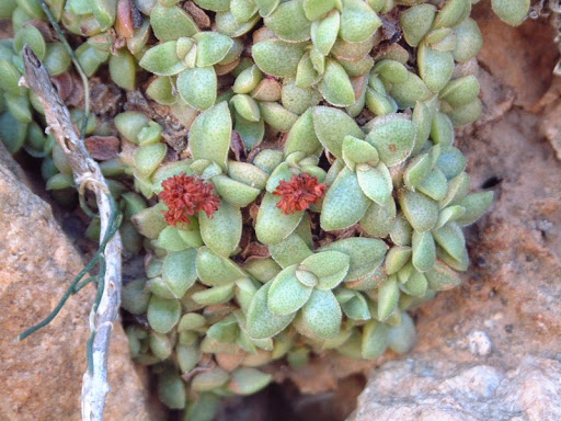 Crassula aurusbergensis: Crassula aurusbergensis leaves