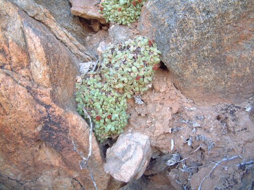 Crassula aurusbergensis: Crassula aurusbergensis plant