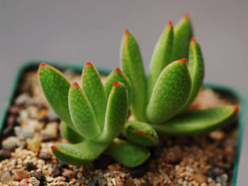 Crassula ausensis: Crassula ausensis plant