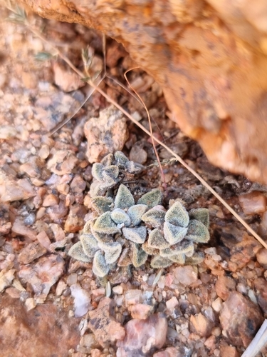 Crassula ausensis (Crassula ausensis)