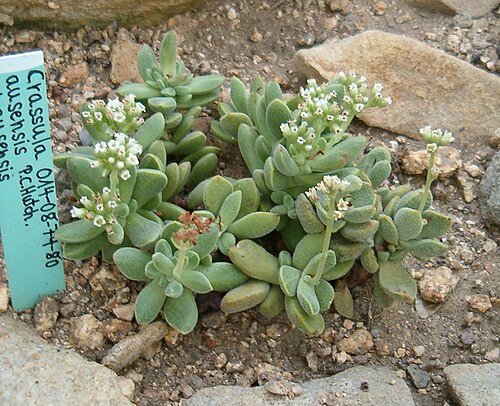 Crassula ausensis: Location: Botanical Gardens Berlin Dahlem Xerophyt
