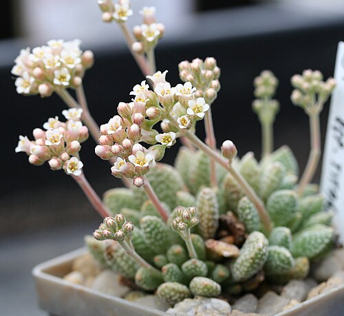 Crassula ausensis: Crassula ausensis ssp. titanopsis in Kultur