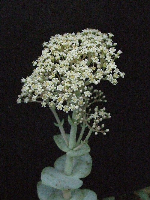 Crassula badspoortensis: Crassula badspoortensis flowers