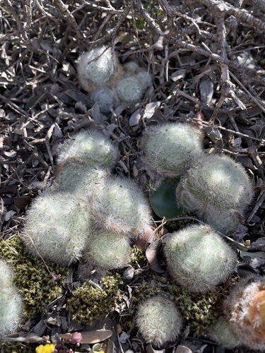 Crassula barbata (Crassula barbata)