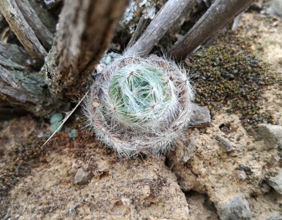 Crassula barbata: Crassula barbata - Karoo South Africa
