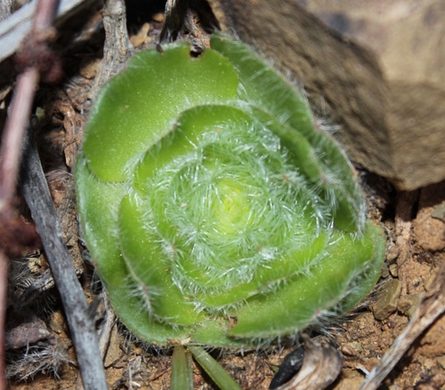 Crassula barbata (Crassula barbata)