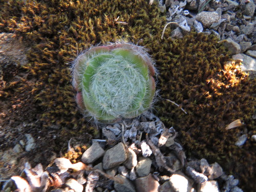 Crassula barbata (Crassula barbata)