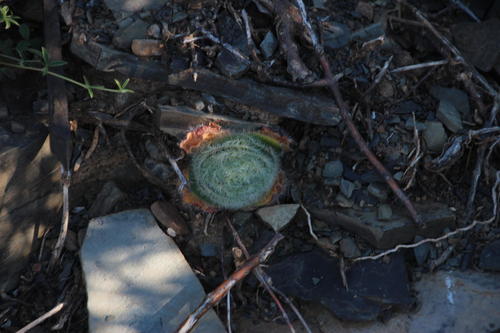 Crassula barbata (Crassula barbata)