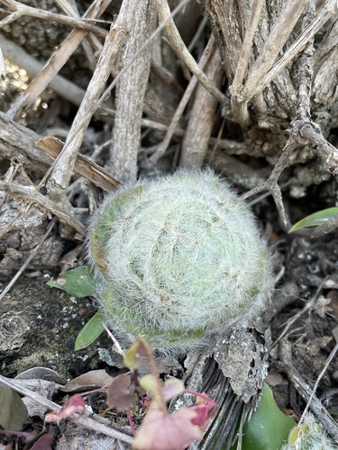 Crassula barbata (Crassula barbata)