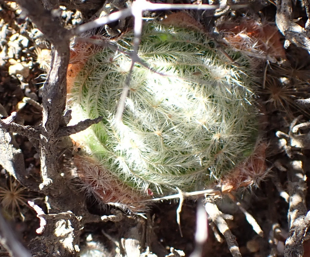 Crassula barbata (Crassula barbata)