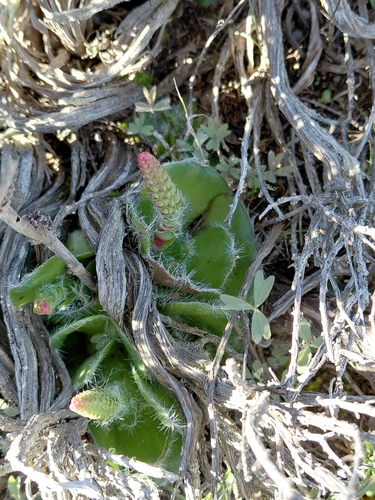 Crassula barbata (Crassula barbata)