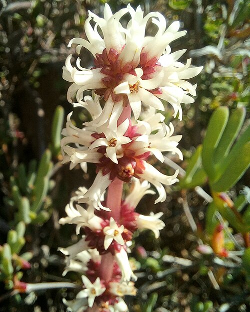 Crassula barbata: Beard Stonecrop ( Crassula barbata ) in South Africa