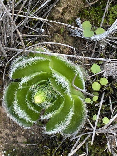 Crassula barbata (Crassula barbata)