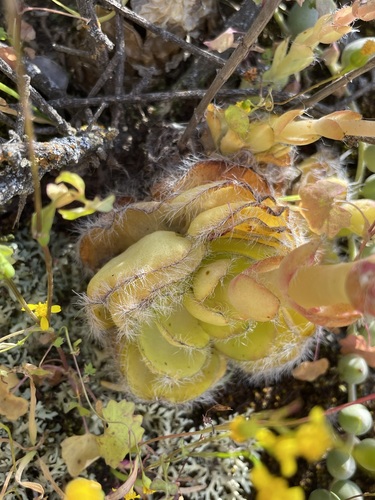 Crassula barbata (Crassula barbata)