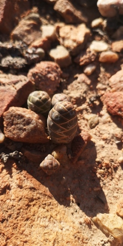 Crassula barklyi (Crassula barklyi)