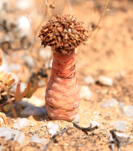 Crassula barklyi (Crassula barklyi)