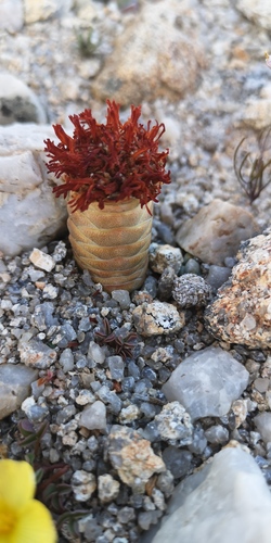 Crassula barklyi (Crassula barklyi)