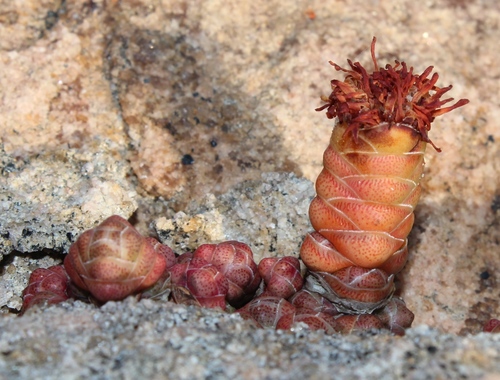 Crassula barklyi: Crassula barklyi plant