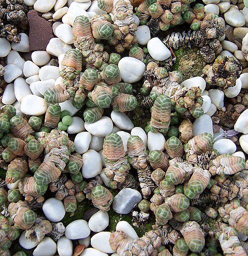Crassula barklyi: Crassula barklyi , habitus
