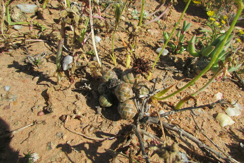 Crassula barklyi (Crassula barklyi)