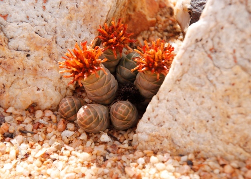 Crassula barklyi (Crassula barklyi)
