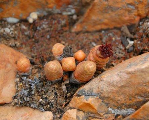 Crassula barklyi: Crassula teres - barklyi - South Africa