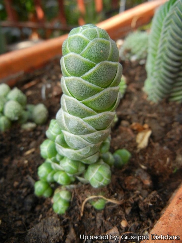 Crassula barklyi: Crassula barklyi plant
