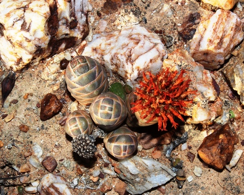 Crassula barklyi (Crassula barklyi)