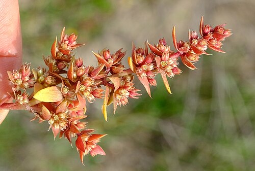 Crassula bergioides: Crassula bergioides inflorescence