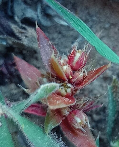 Crassula bergioides: Crassula bergioides, Swellendam, South Africa