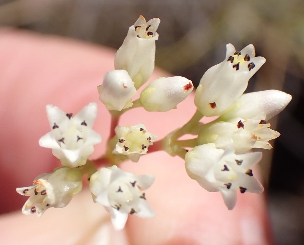 Crassula biplanata (Crassula biplanata)