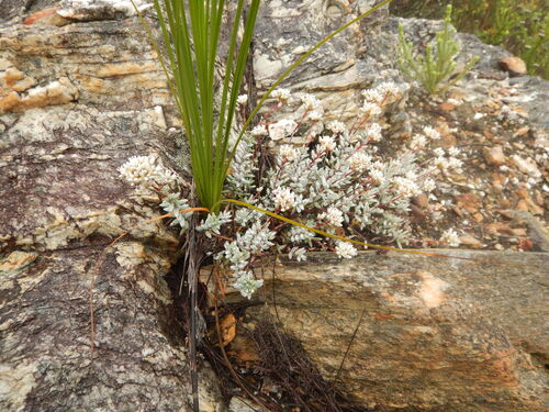 Crassula biplanata (Crassula biplanata)